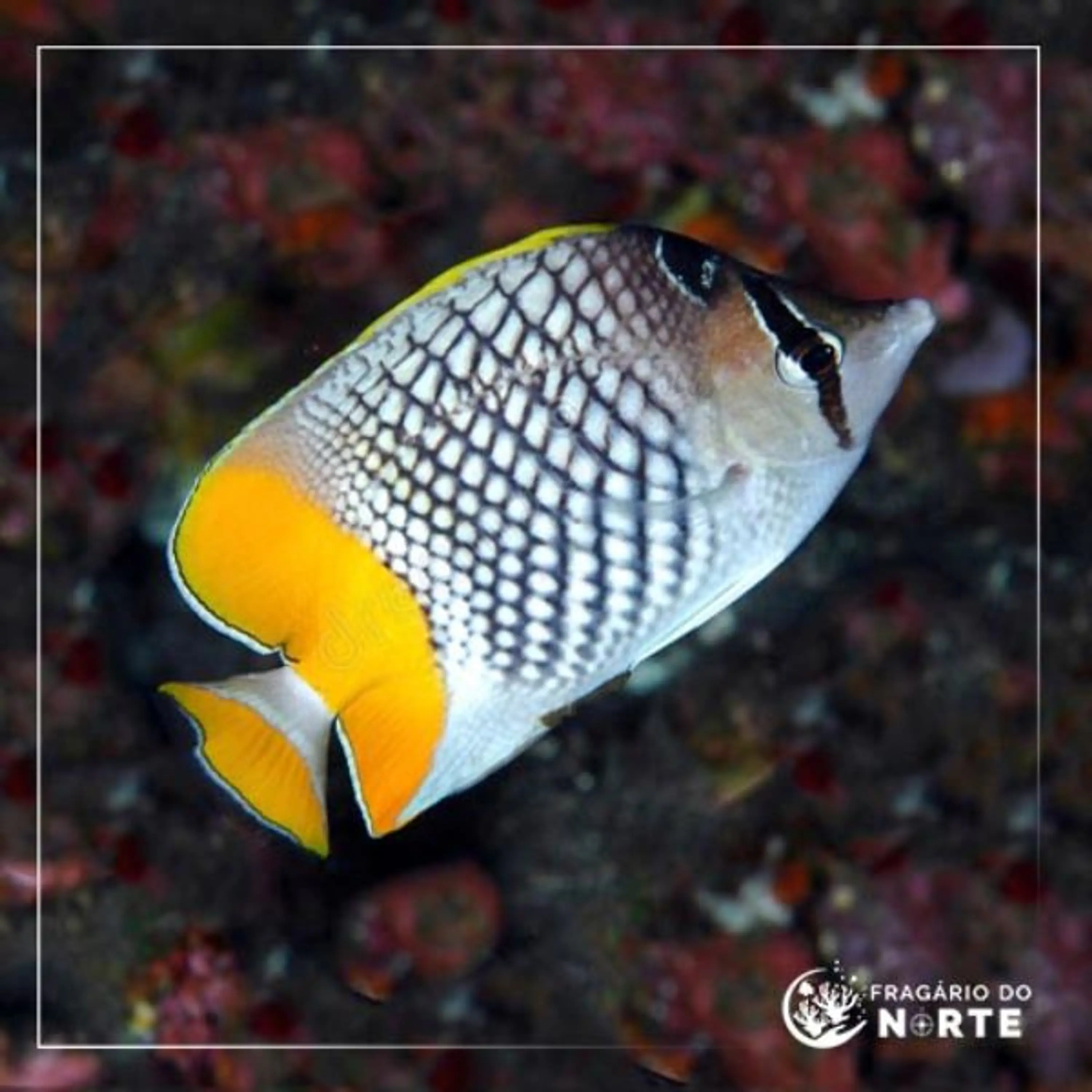 Chaetodon xanthurus