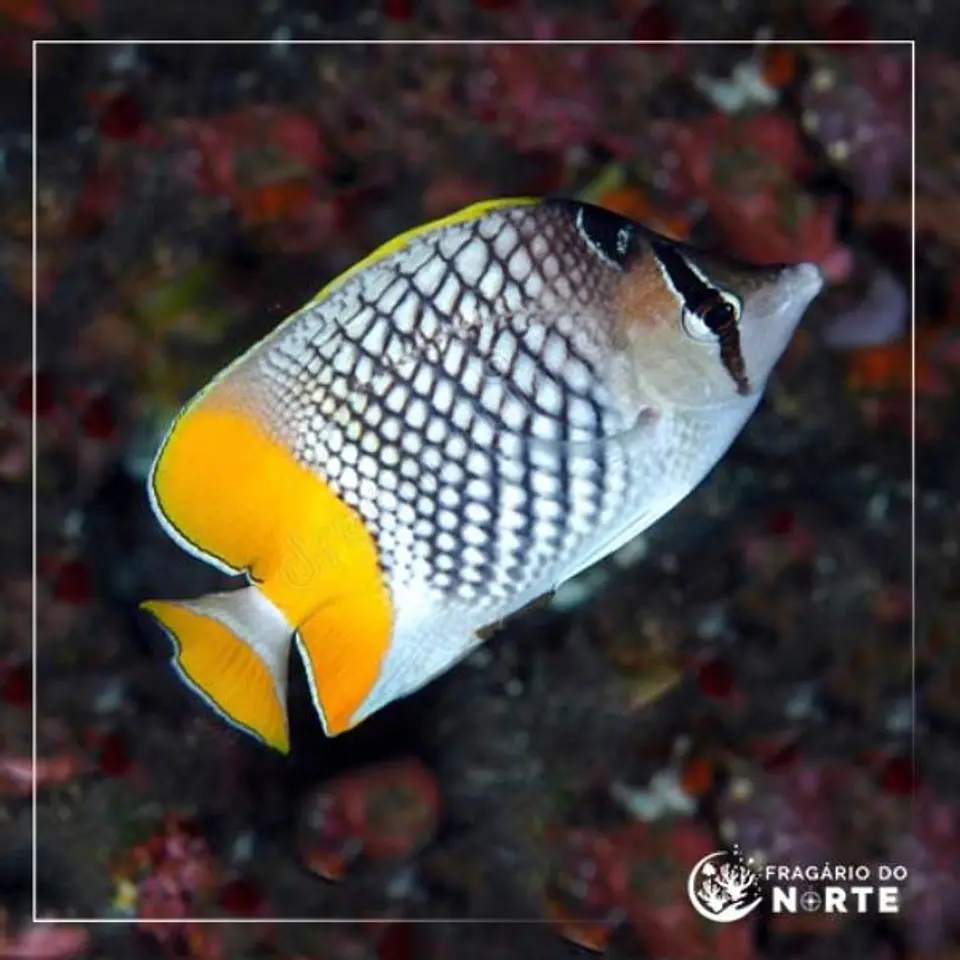 Chaetodon xanthurus 1
