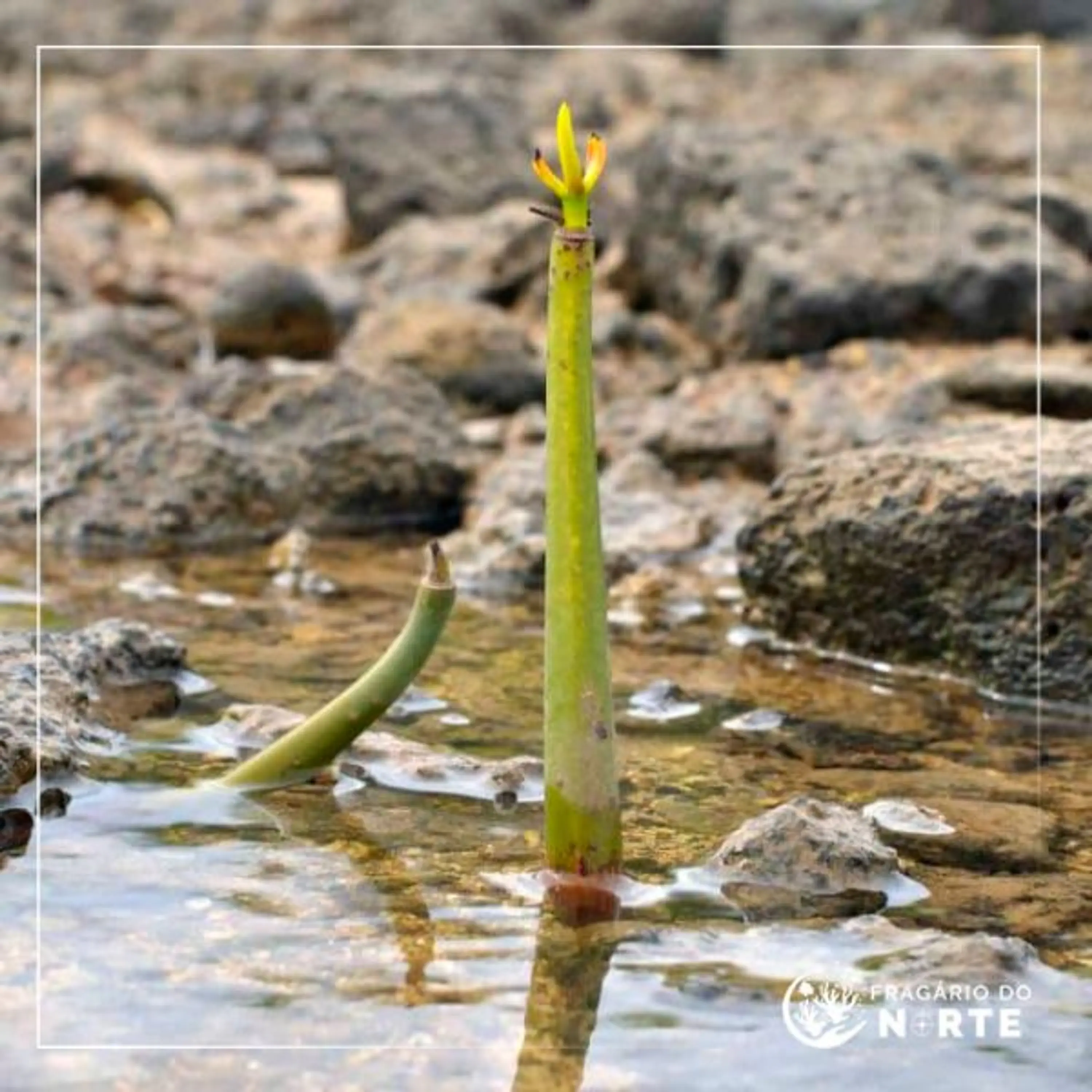 Rhizophora mangle