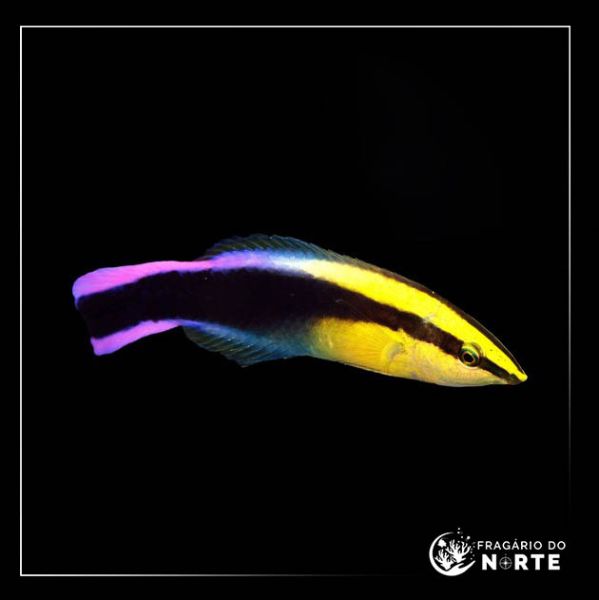 Labroides phthirophagus