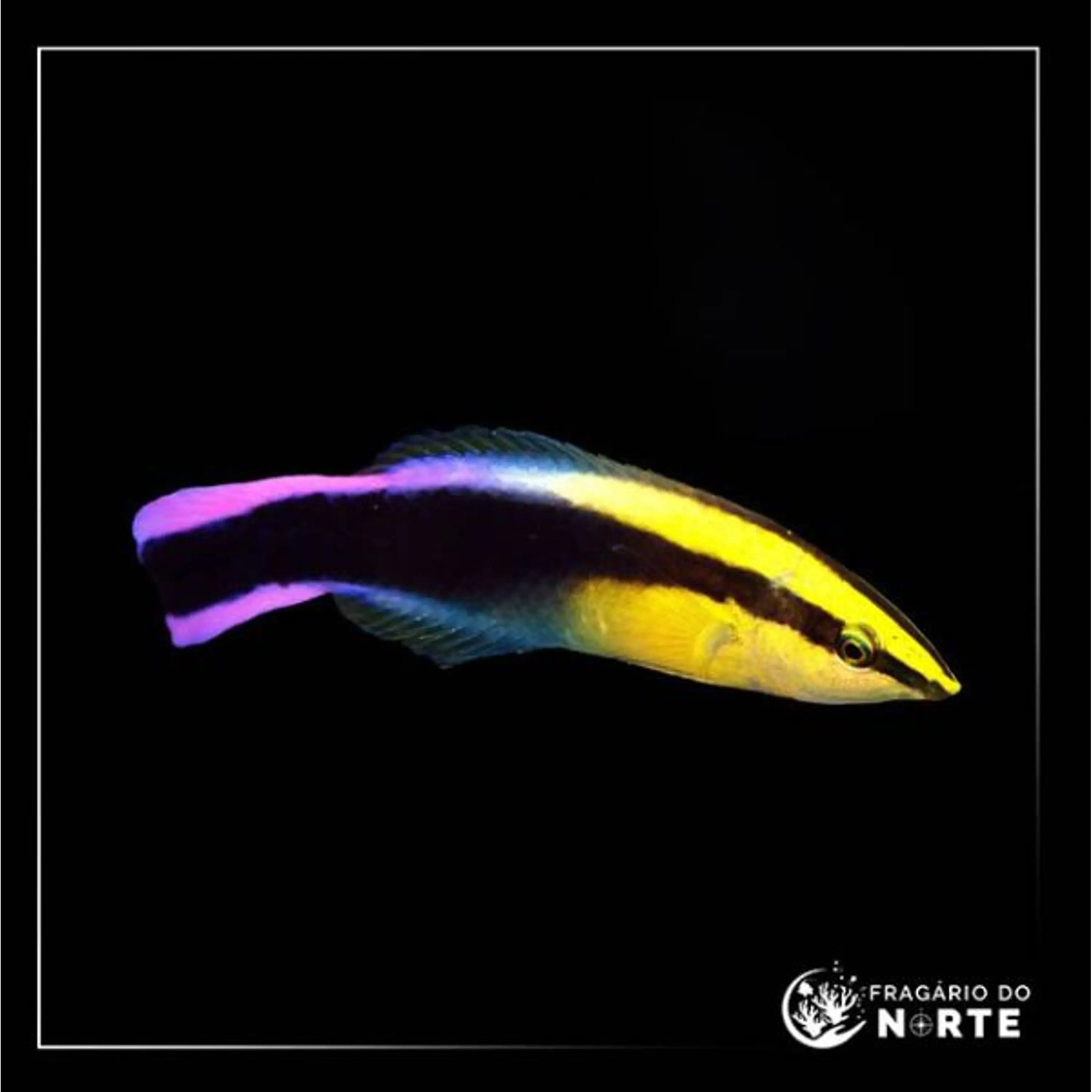 Labroides phthirophagus