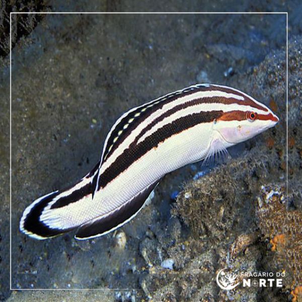Coris flavovittata