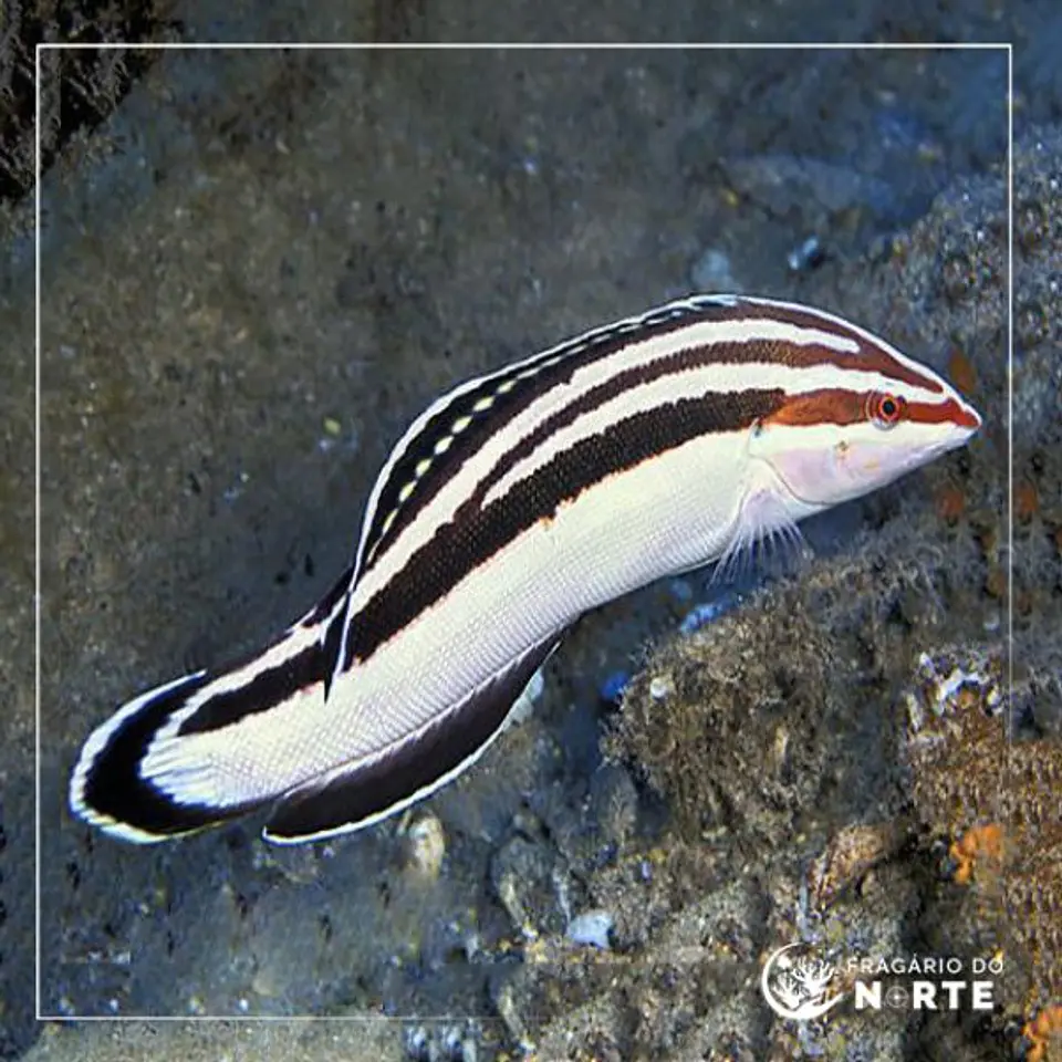 Coris flavovittata 1