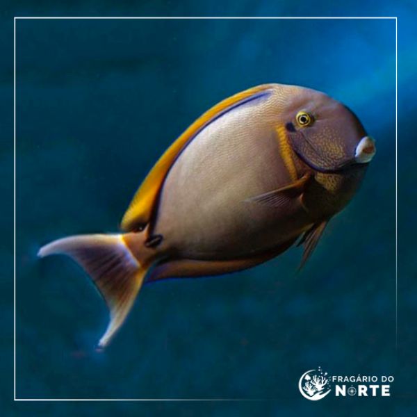 Acanthurus bariene