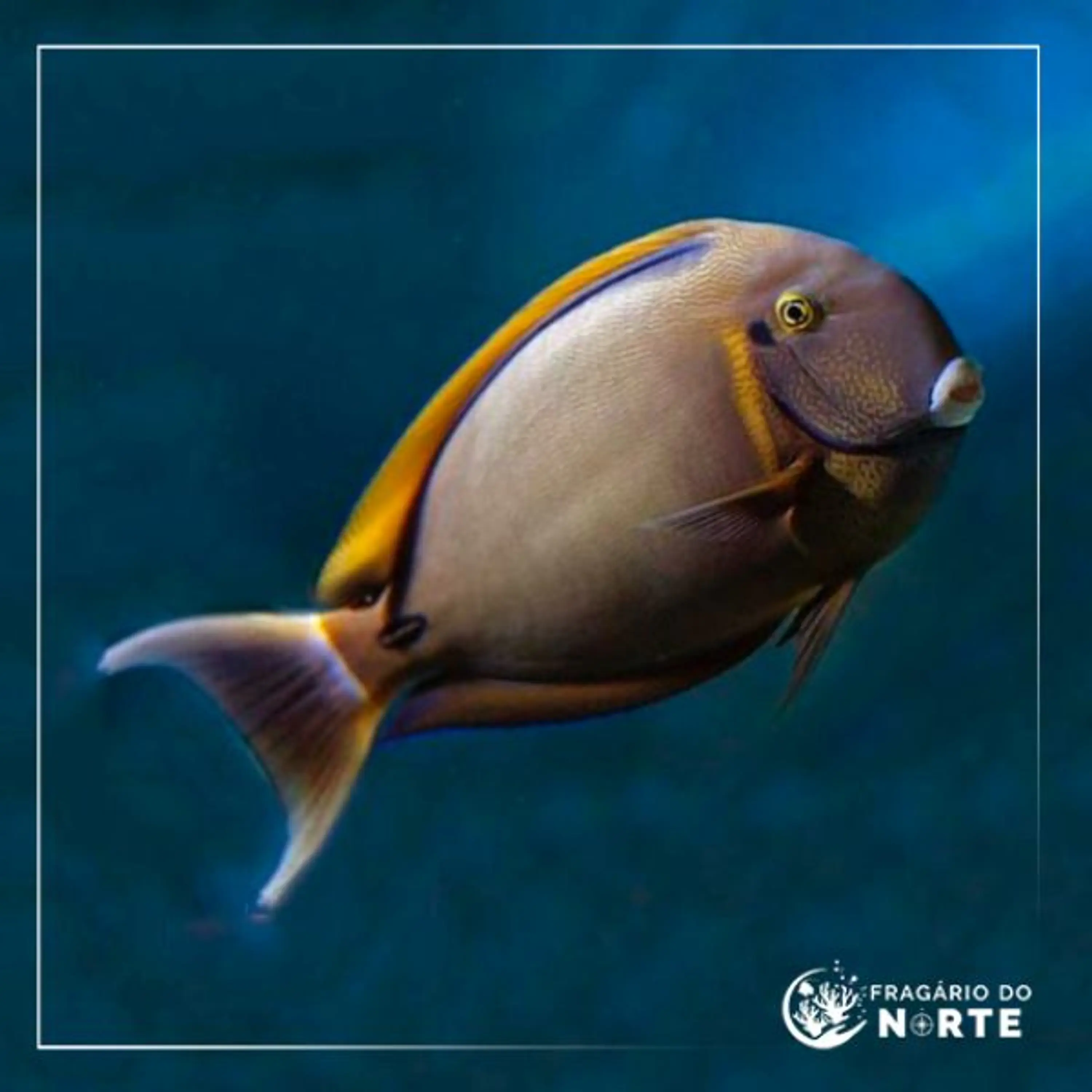 Acanthurus bariene