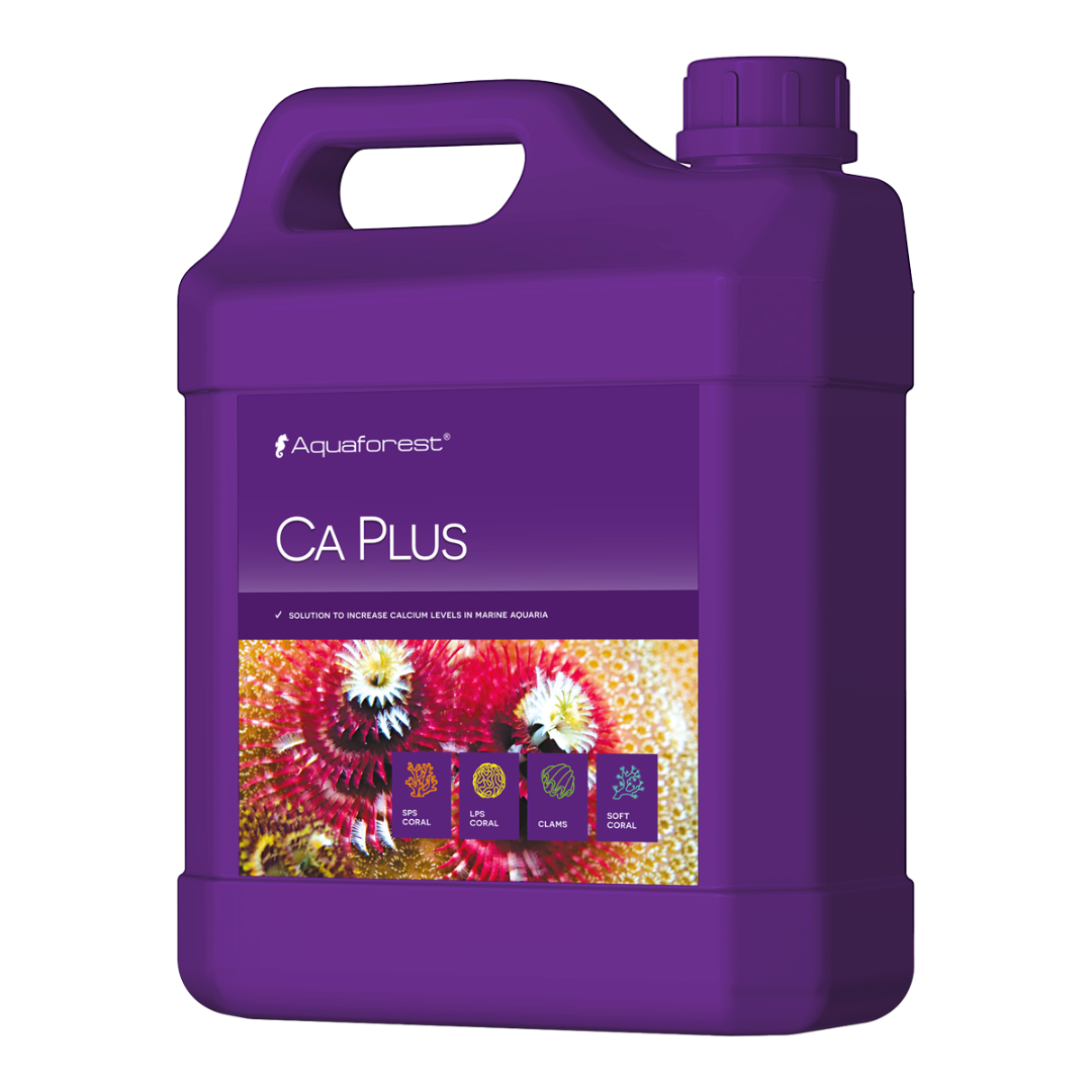 CA PLUS 2