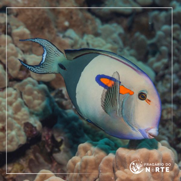 Acanthurus olivaceus
