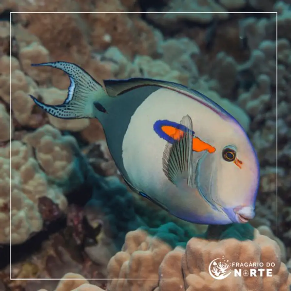 Acanthurus olivaceus 1