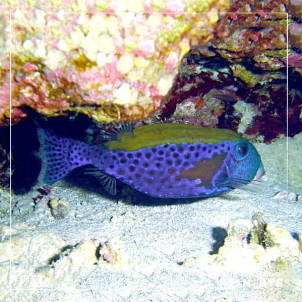 Ostracion cyanurus