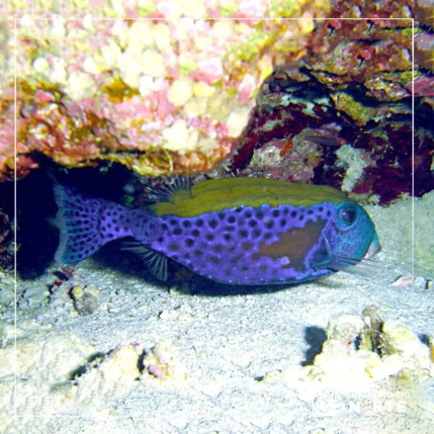 Ostracion cyanurus 1