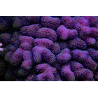 Stylophora Pistillata Rose 1