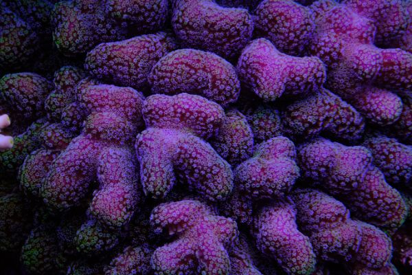 Stylophora Pistillata Rose 1