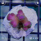 Stylophora Pistillata Rose 2