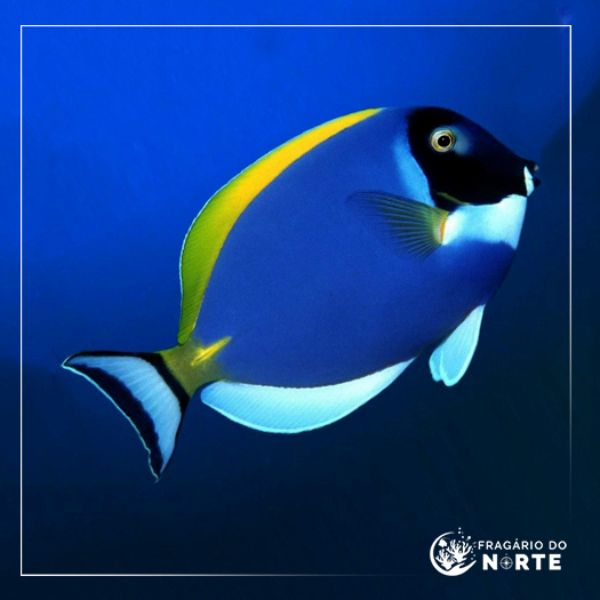 Acanthurus leucosternon