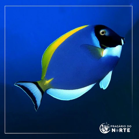 Acanthurus leucosternon
