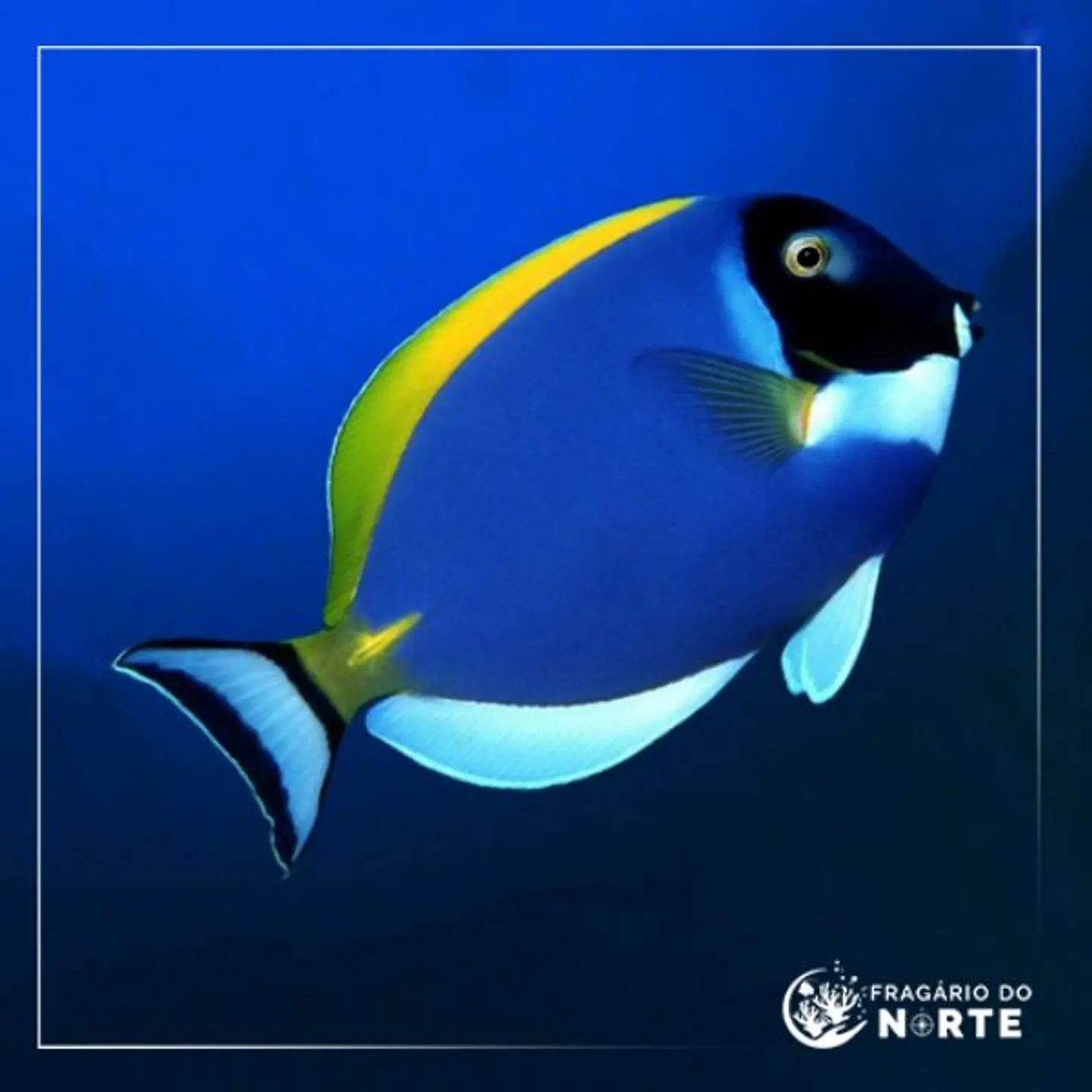 Acanthurus leucosternon 1
