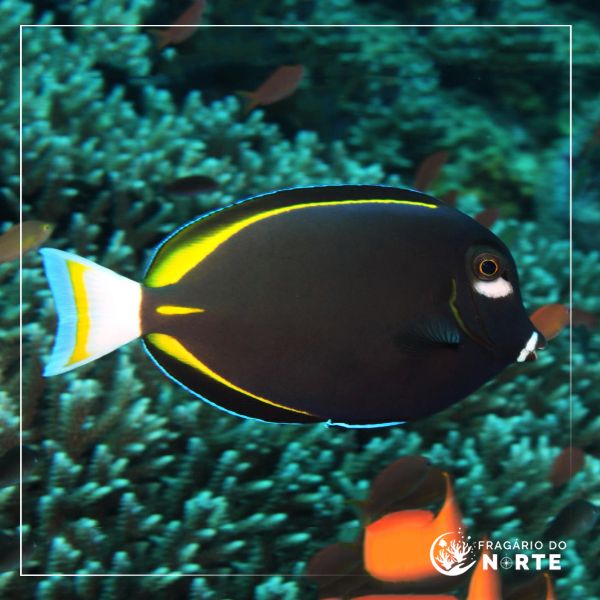 Acanthurus nigricans