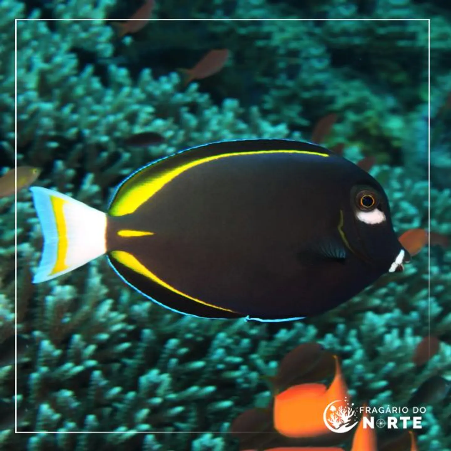 Acanthurus nigricans 1