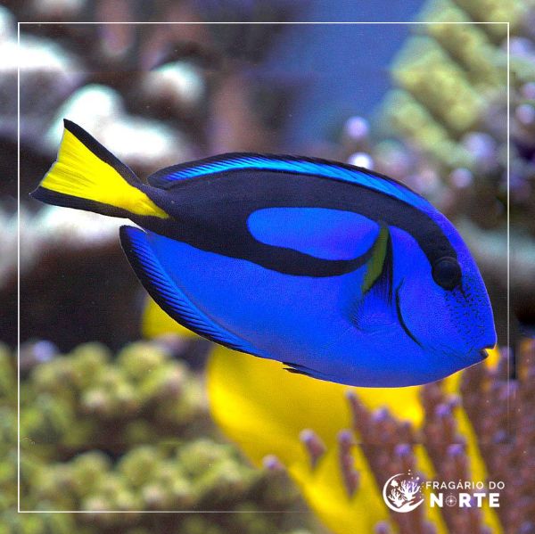 Paracanthurus hepatus