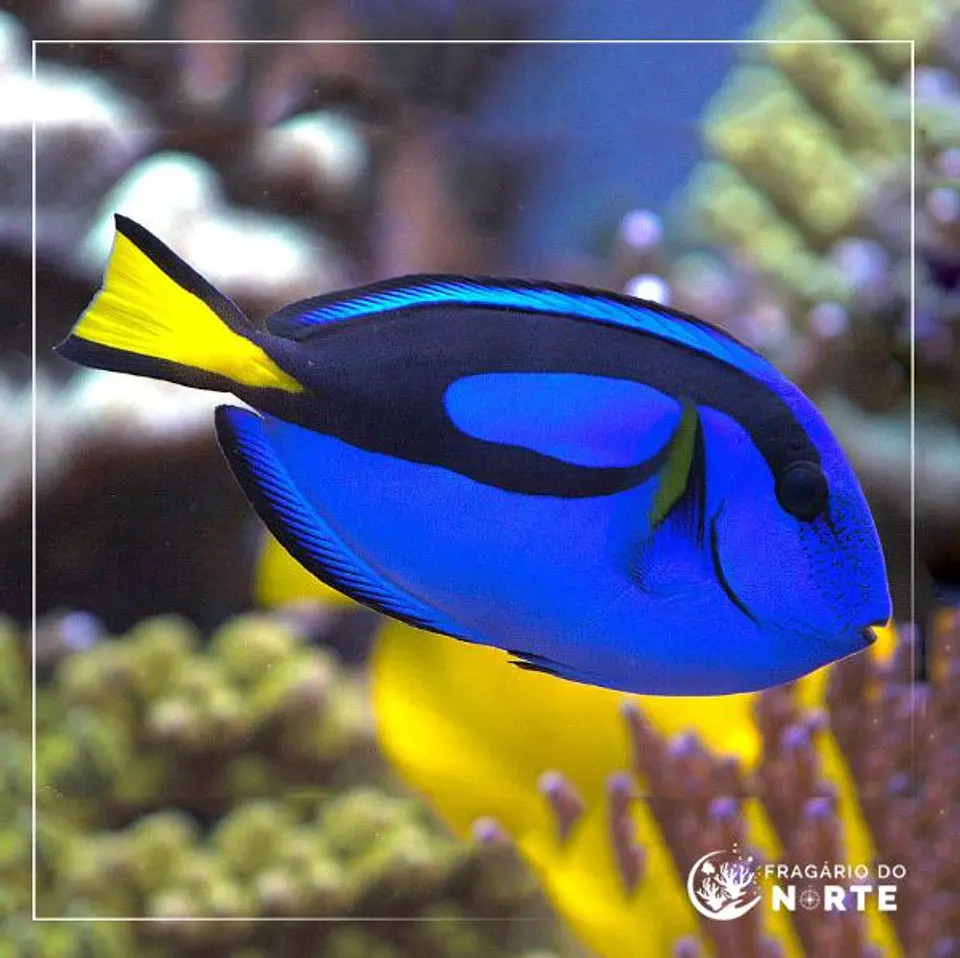 Paracanthurus hepatus 1