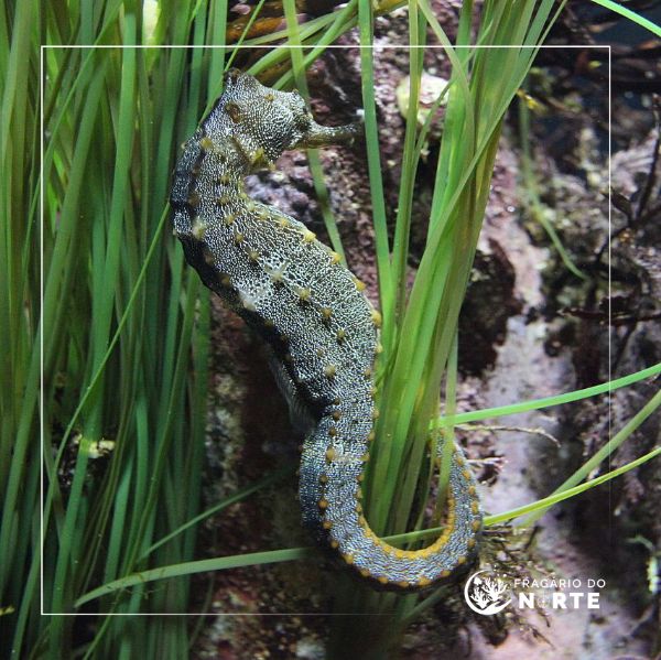 Hippocampus ingens