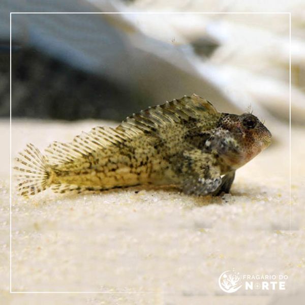 Hypsoblennius exstochilus