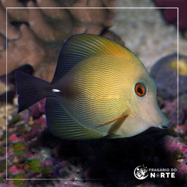 Zebrasoma scopas