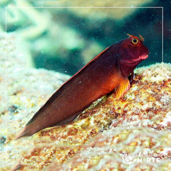 Ophioblennius atlanticus