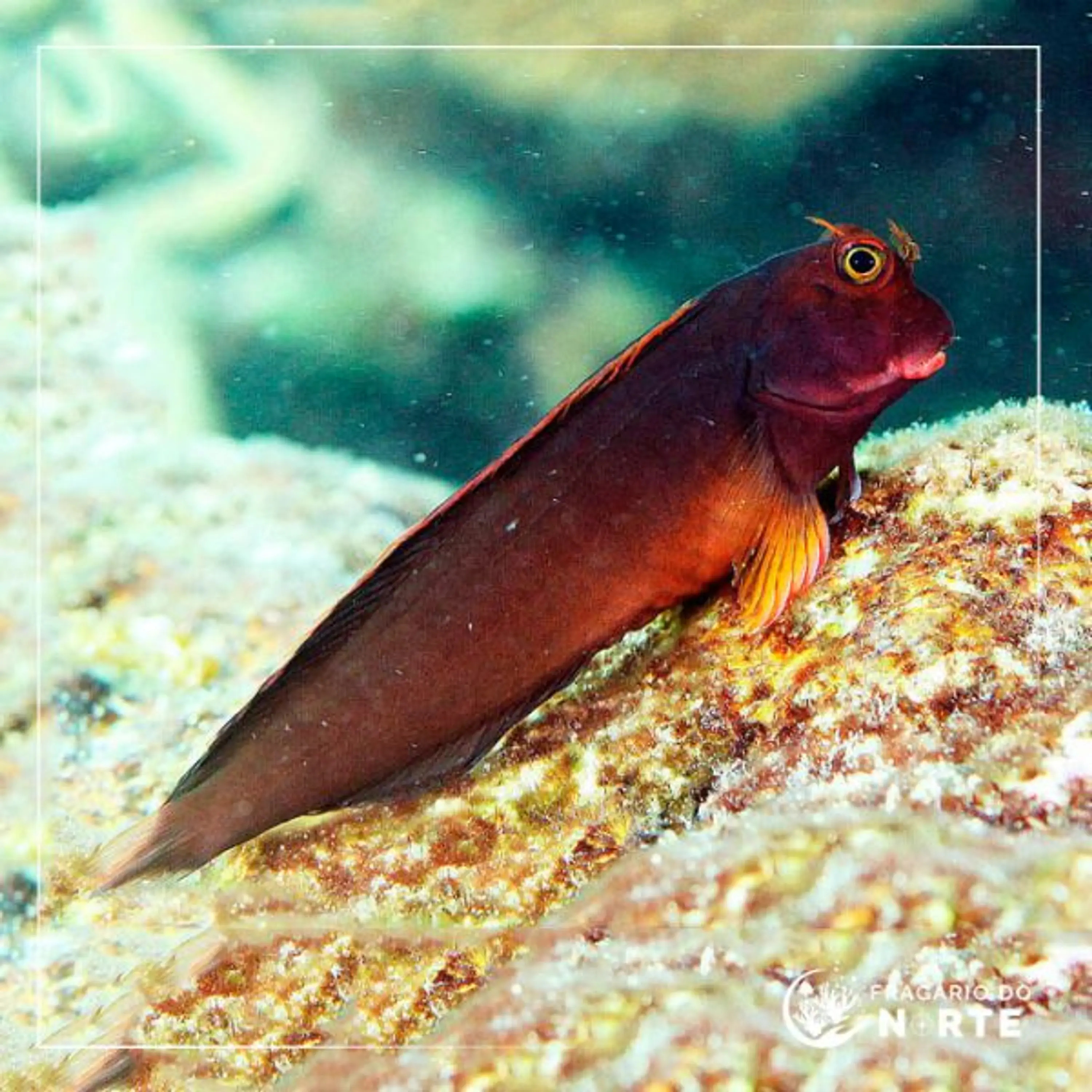Ophioblennius atlanticus
