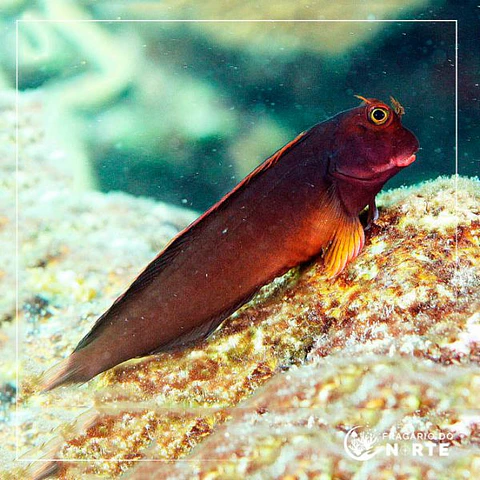 Ophioblennius atlanticus