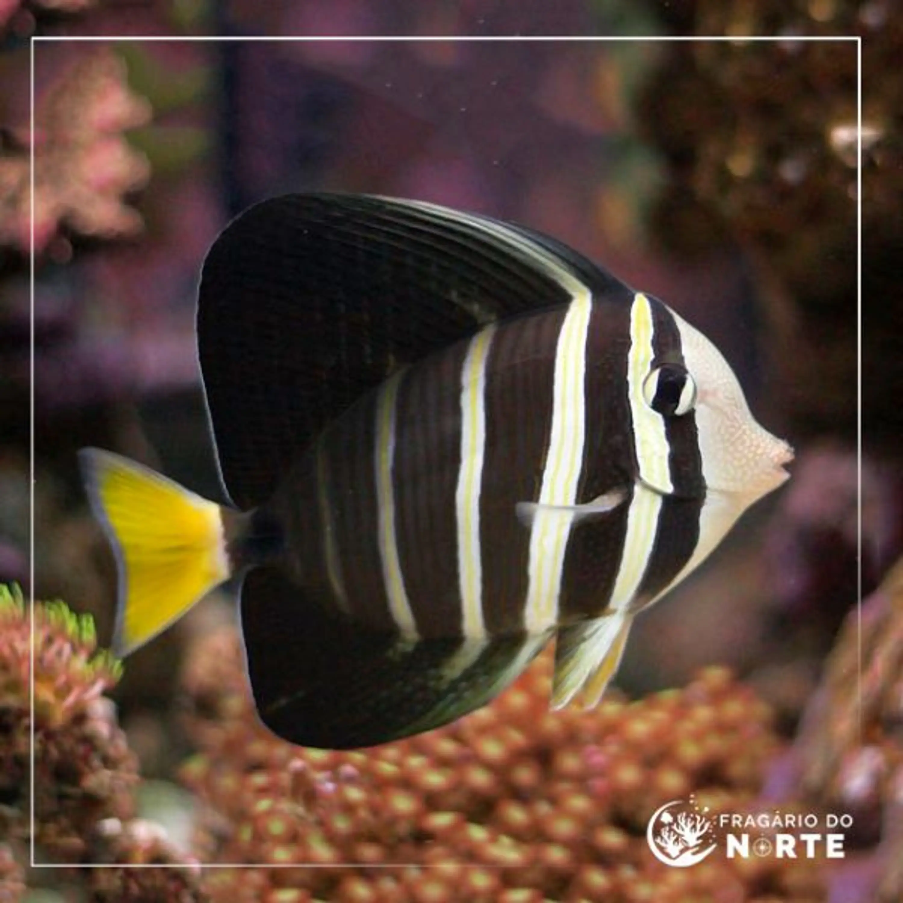 Zebrasoma veliferum