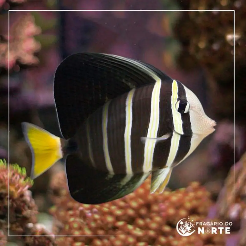 Zebrasoma veliferum 1