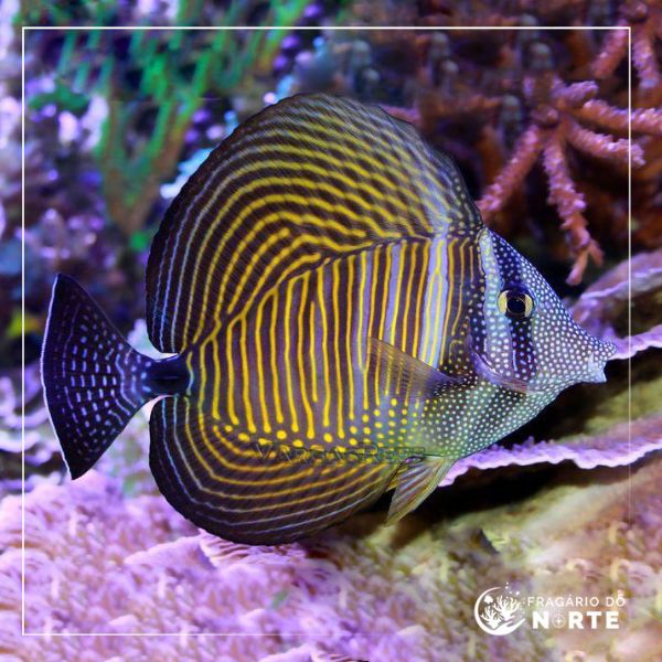 Zebrasoma desjardinii