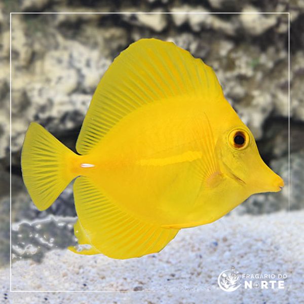 Zebrasoma flavescense