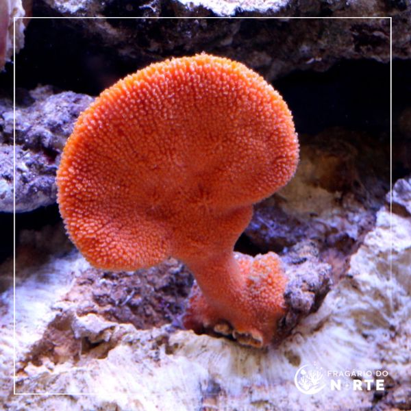 Clathria Rugosa