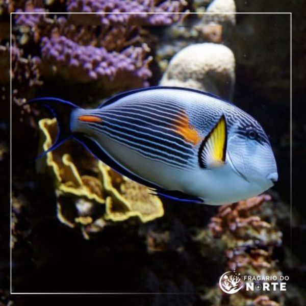 Acanthurus sohal