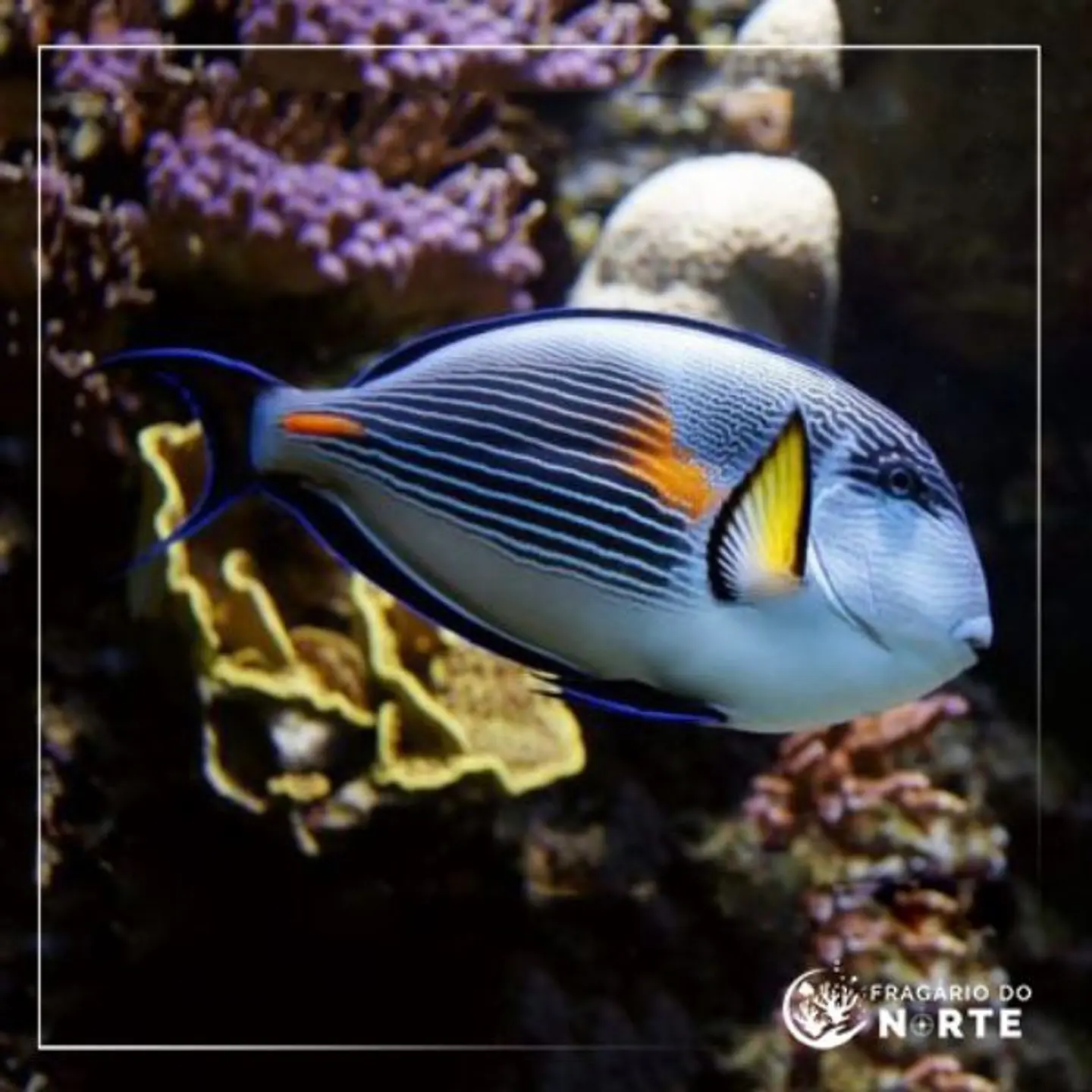 Acanthurus sohal 1