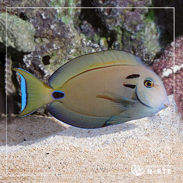 Acanthurus tennenti