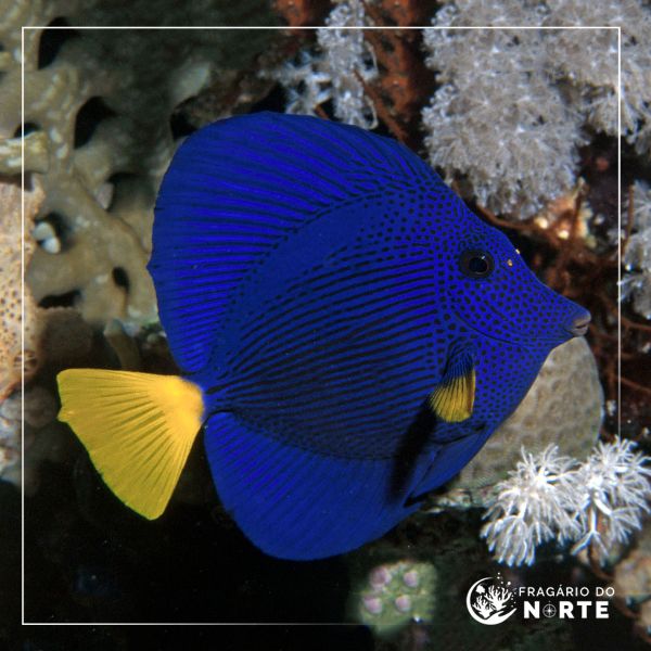 Zebrasoma xanthurus