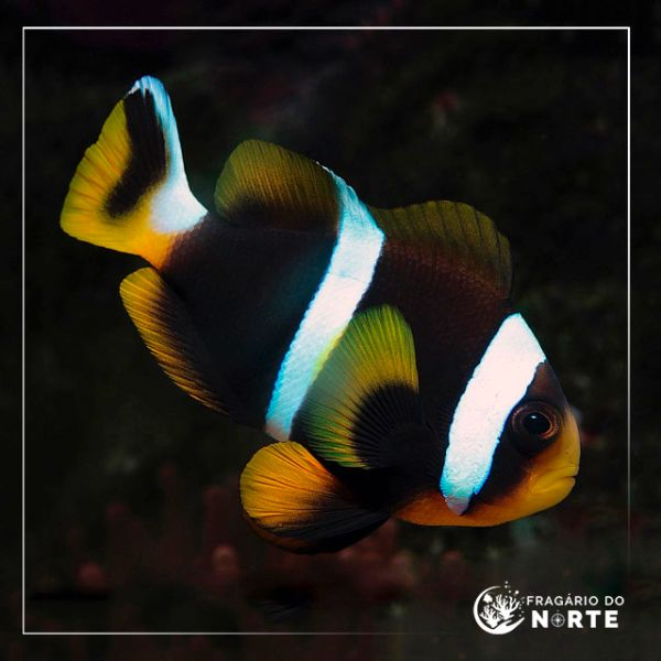 Amphiprion allardi