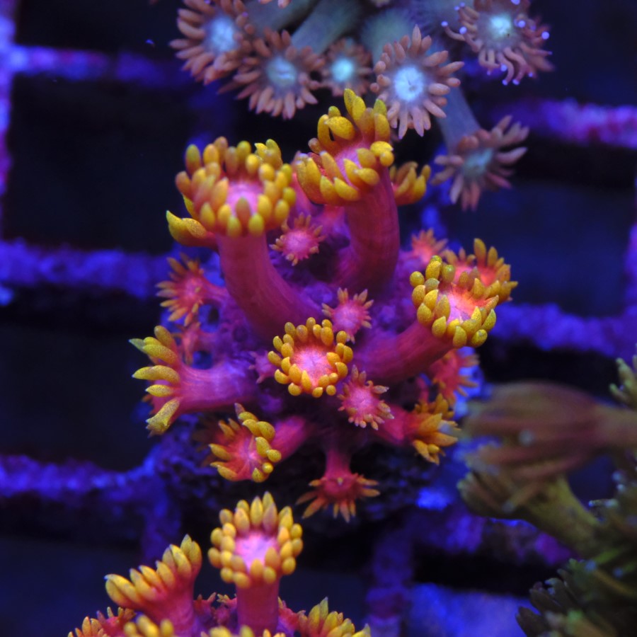 Goniopora Inferno
