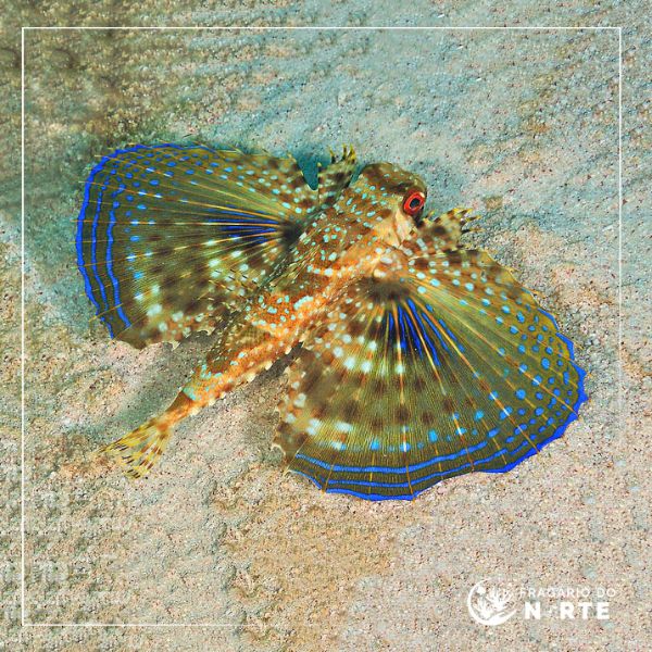 Dactyloptena orientalis