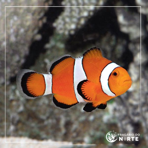 Amphiprion ocellaris cativeiro