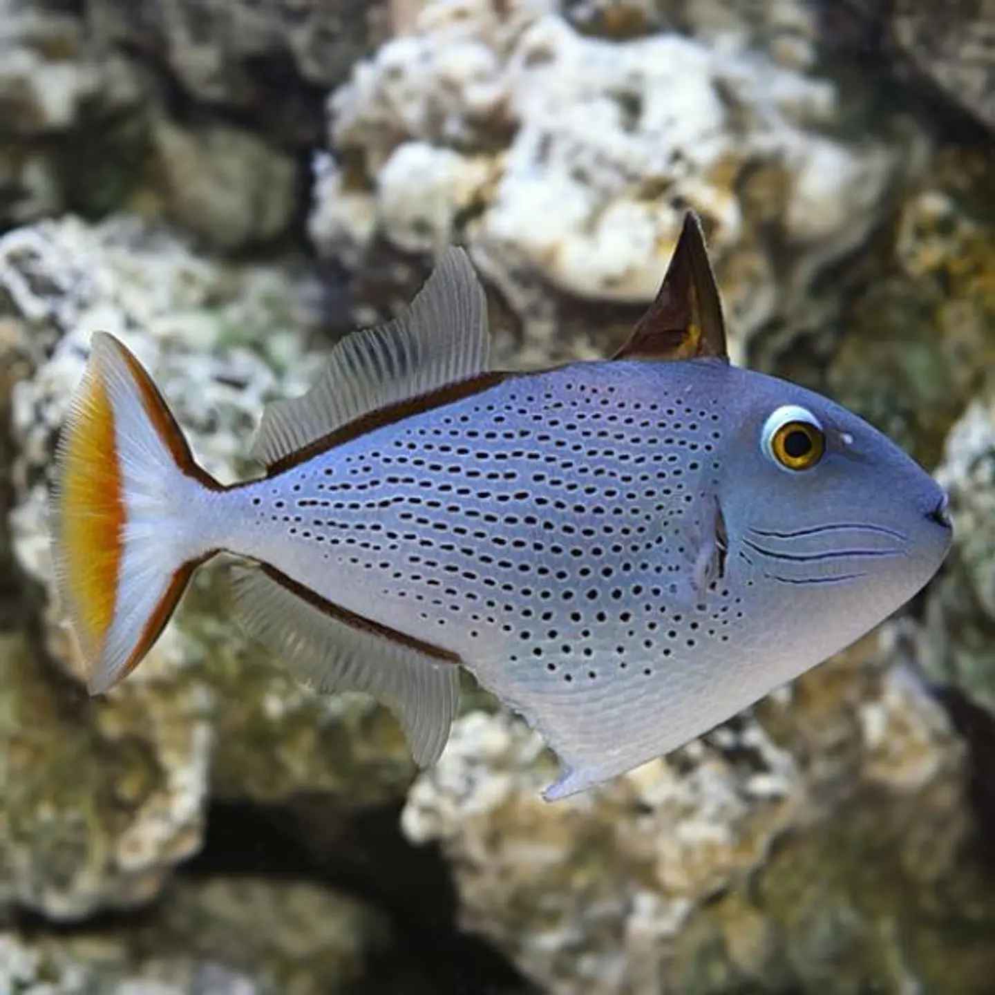 Xanthichthys ringens 1