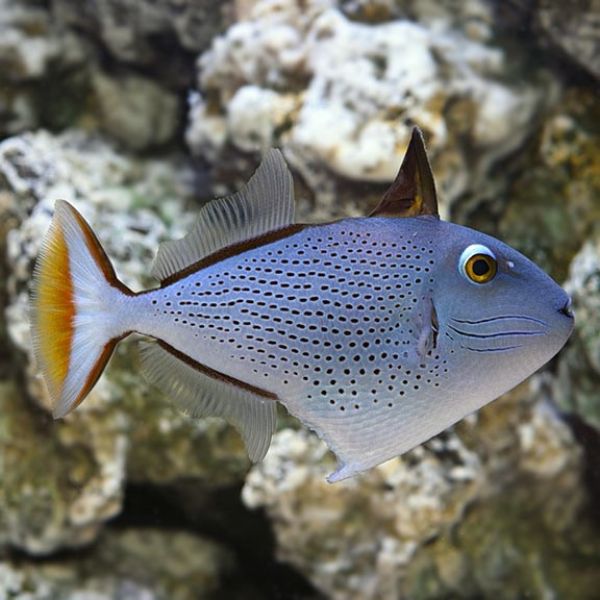 Xanthichthys ringens