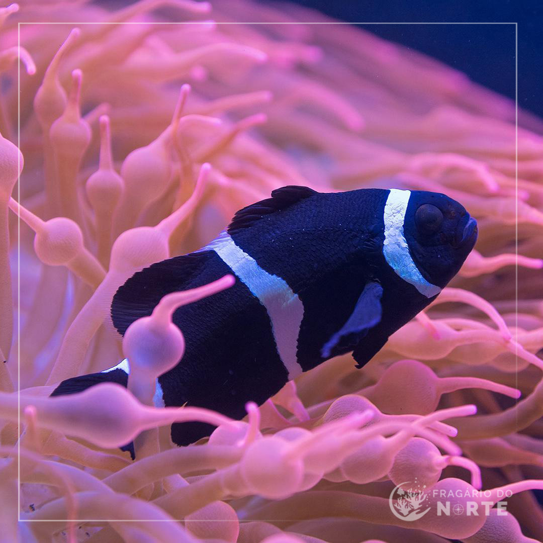 Amphiprion ocellaris black