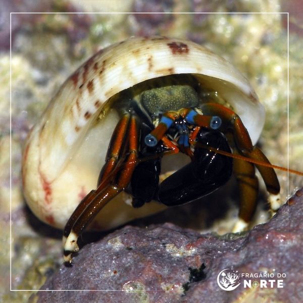 Calcinus laevimanus