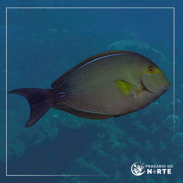 Acanthurus Xanthopterus