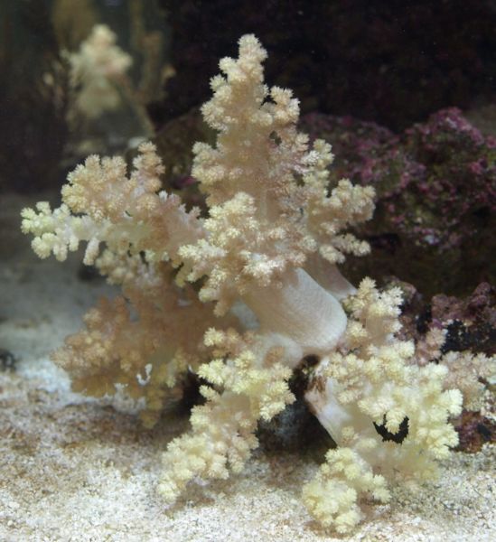 Neospongodes