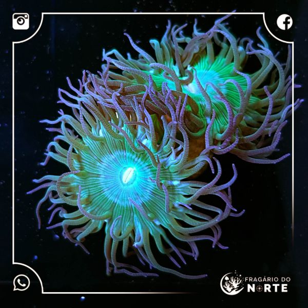 Duncanopsammia Auxifuga